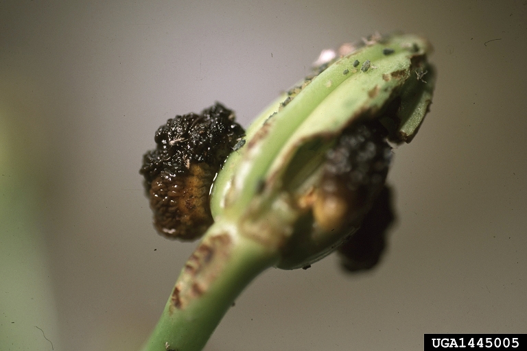 Larvae covered in excrement to deter predators.